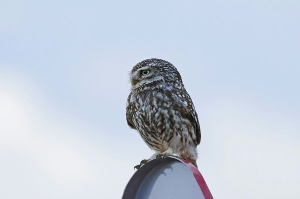 Où trouver des cours de cuisine grecque à Athènes?